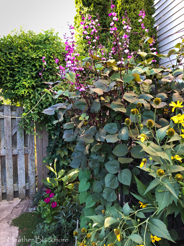 Hyacinth bean vine up close