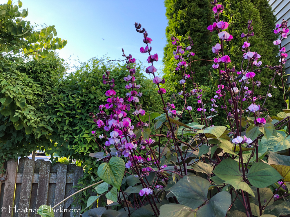 Hyacinth Bean flowers