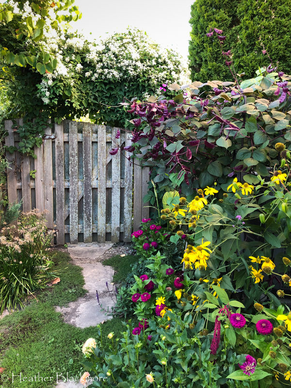Hyacinth Bean Vine