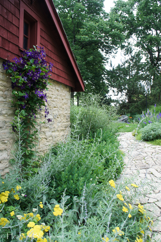 purple clematis on garage