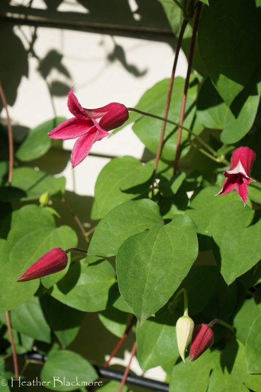 Princess Diana clematis