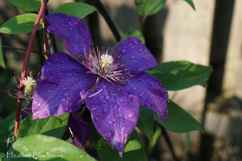 Jackmanii flower