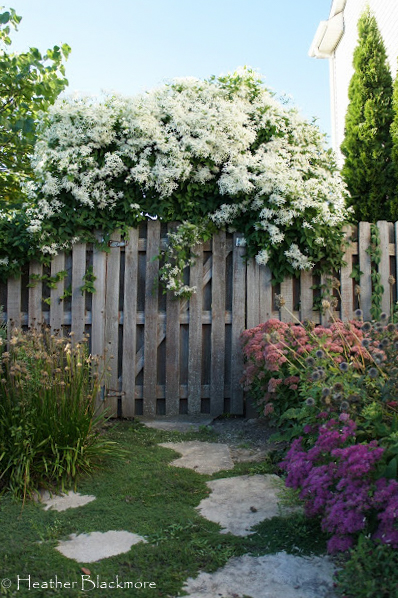 Sweet Autumn clematis