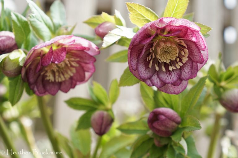 double pink hellebores