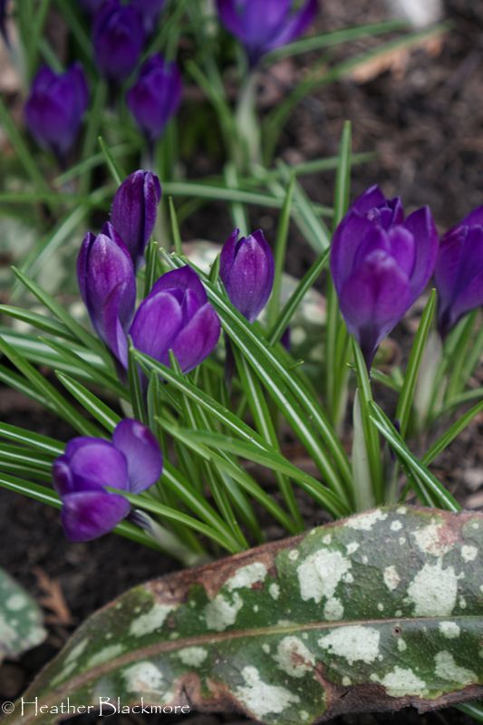 Purple crocus flowers