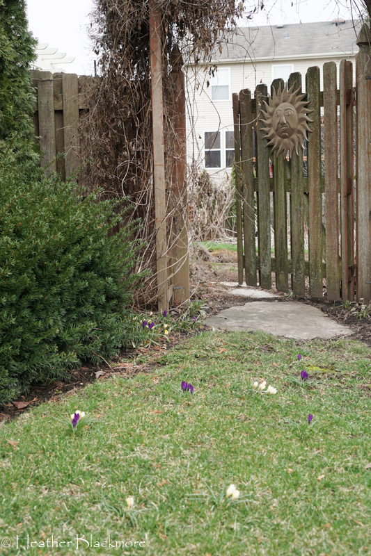 crocuses in the lawn