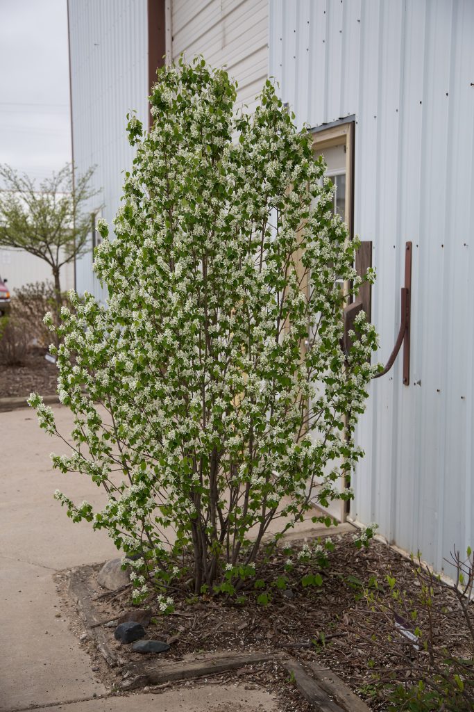 First Editions Standing Ovation Serviceberry in flower