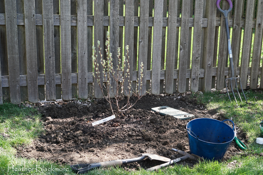 Standing Ovation serviceberry tree 
