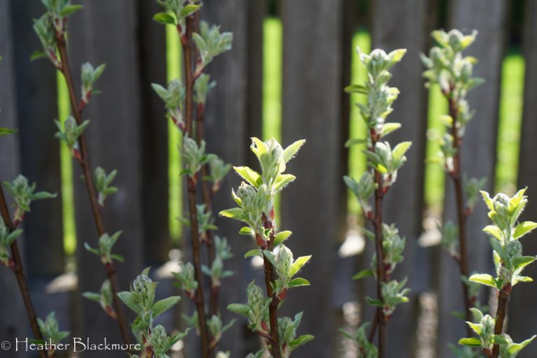 Standing Ovation Serviceberry