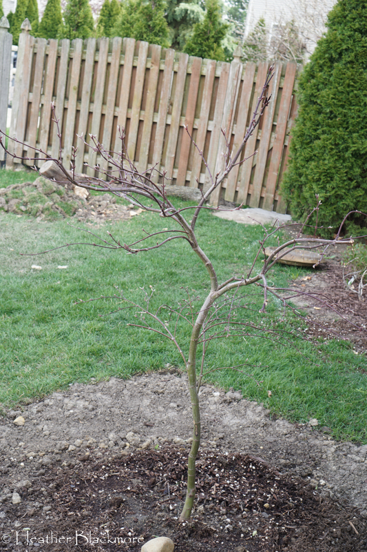 Tamukeyama Japanese maple