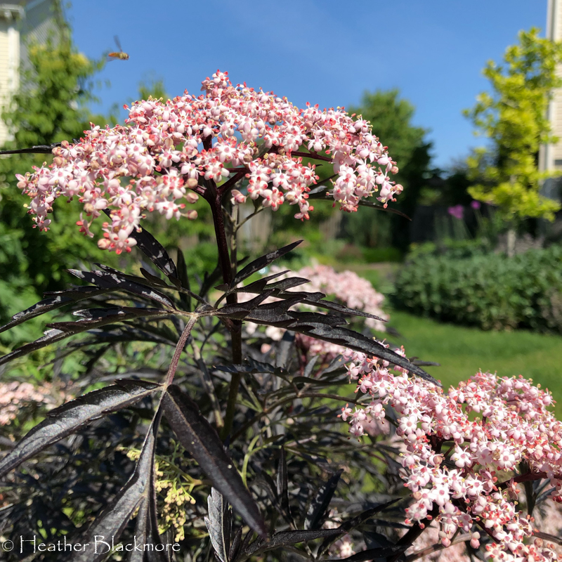 Black Lace Elderberry flower