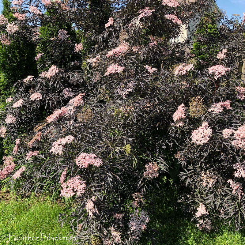Black Lace Elderberry