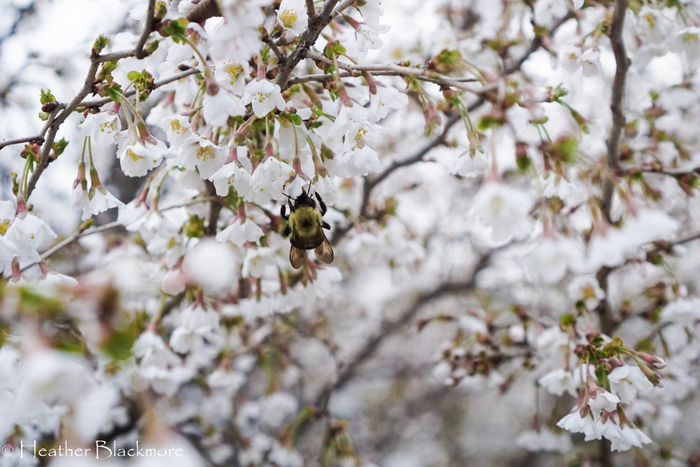 Bumblebee on Little Twist cherry tree flower