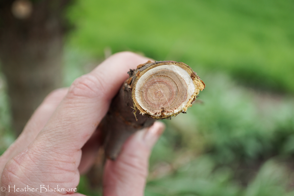 Dark center of a cherry tree branch