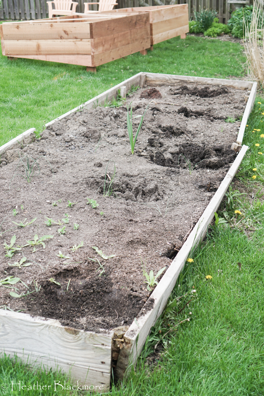 rotting raised bed boards