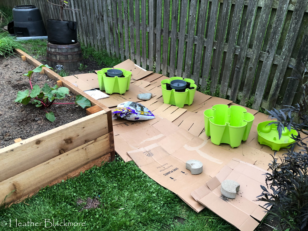 Carboard boxes to kill grass