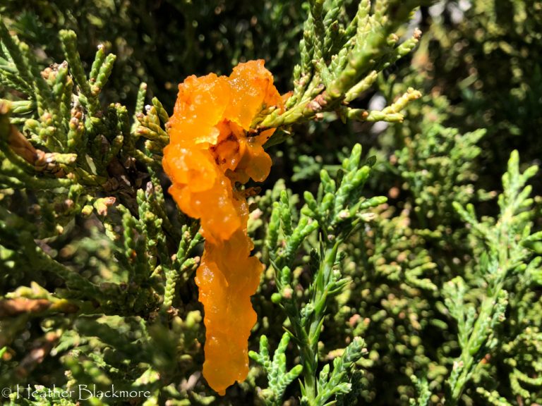 cedar apple rust blob