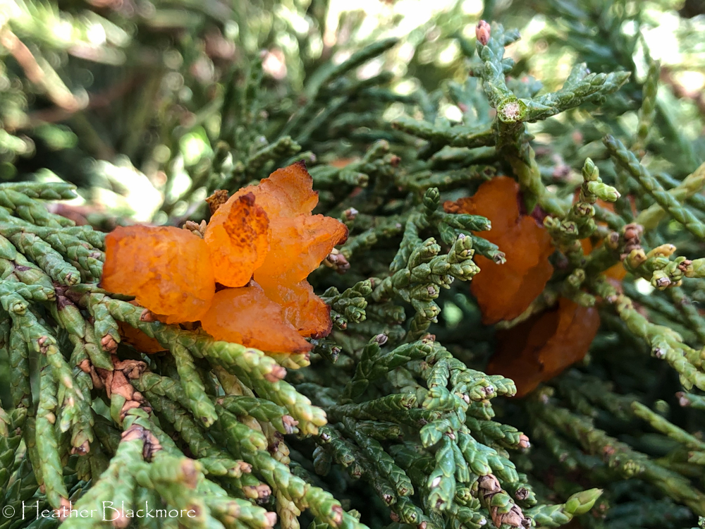 rust fungus on juniper