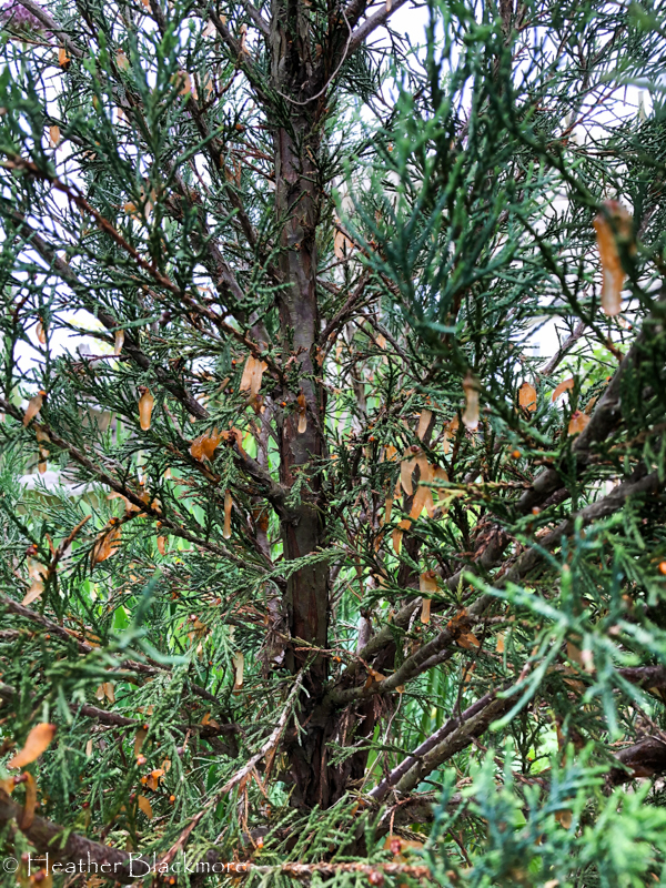 cedar rust fungus on juniper branches