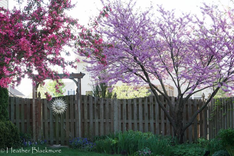Redbud tree