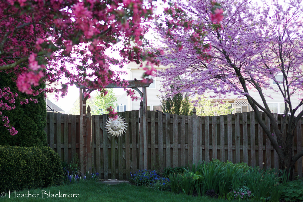 Redbud and crabapple trees