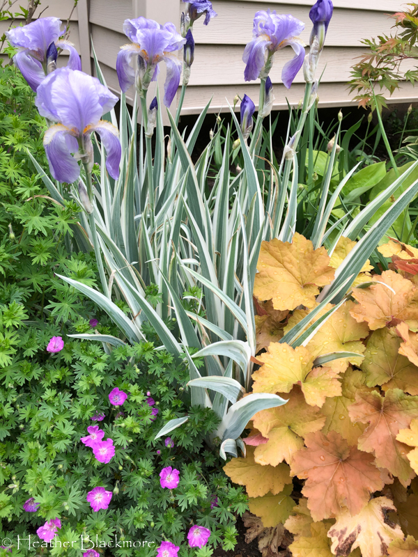 Perennial combination