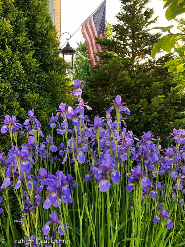 Siberian Iris and American flag