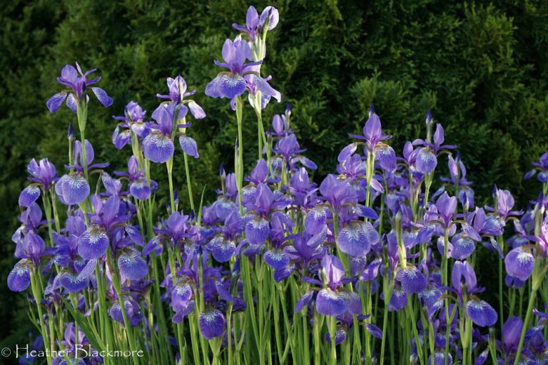 Siberian Iris 'Caesar's Brother'