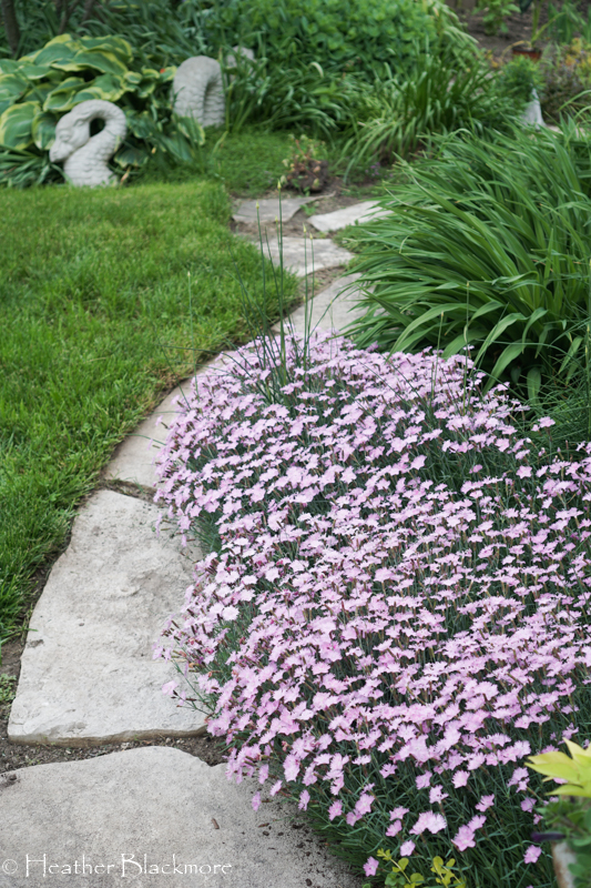 Bath's Pink Dianthus