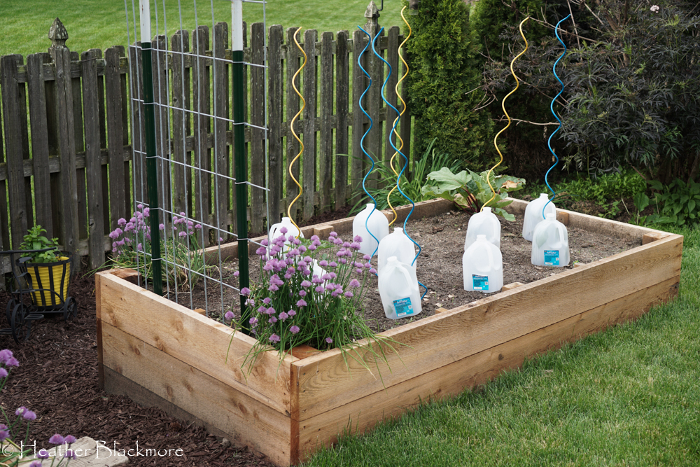 Vegetable Garden
