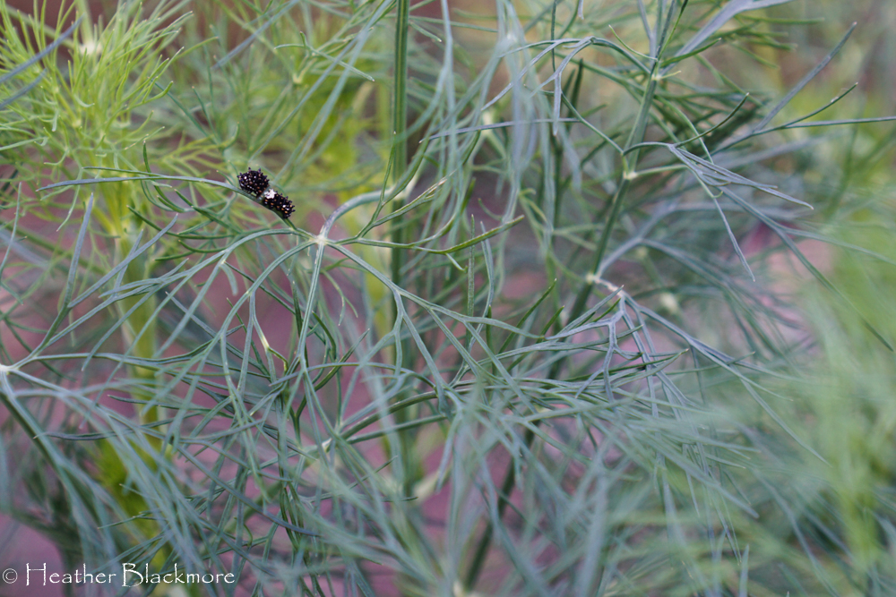 Second or third instar of swallowtail caterpillar growth