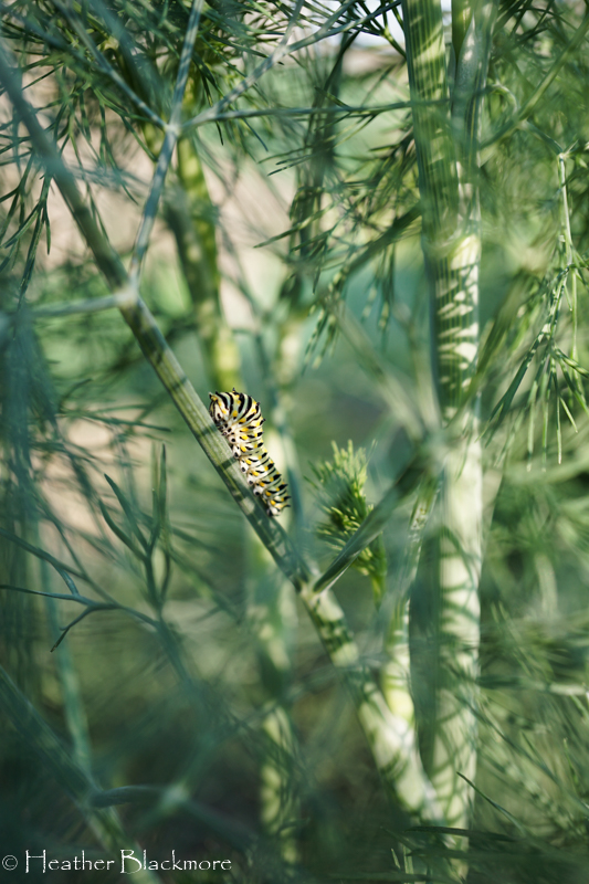 Swallowtail caterpillar on dill