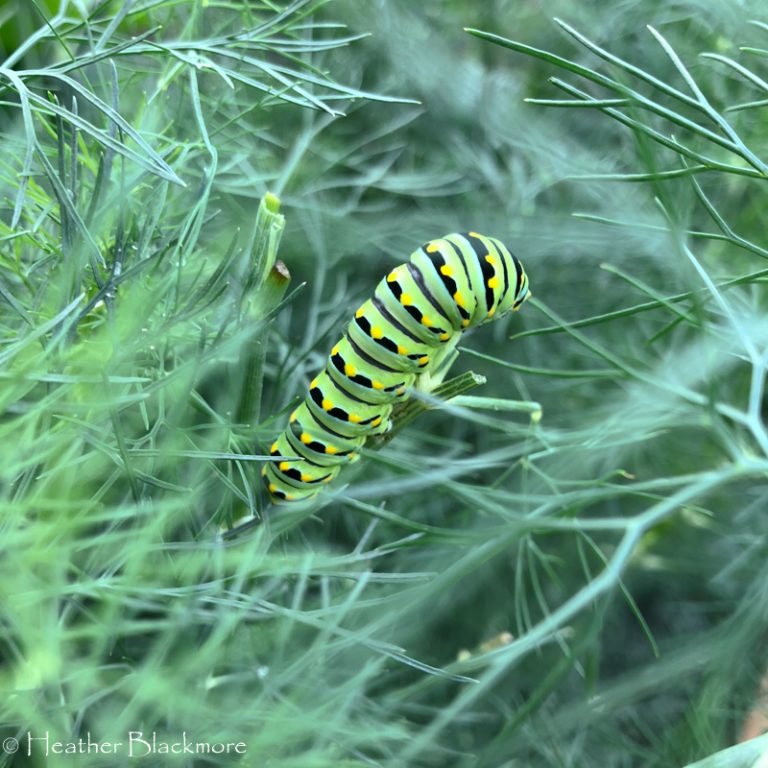Eastern Black Swallowtail Caterpillar