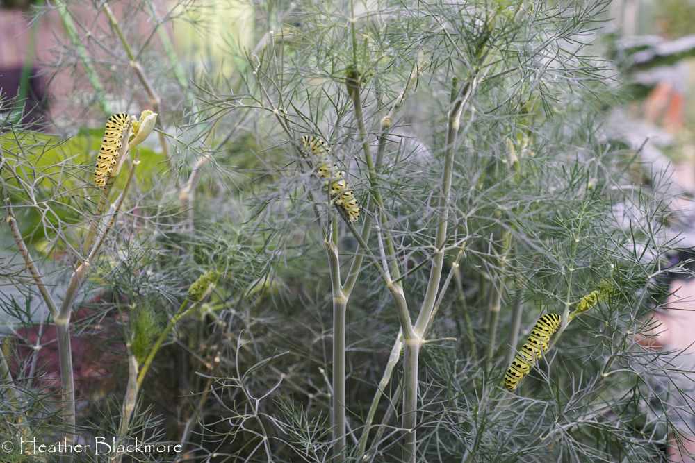 Three swallowtails no dill