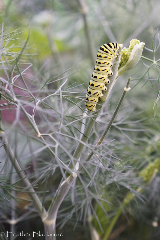 swallowtail caterpillar