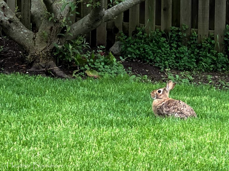 Rabbit in lawn