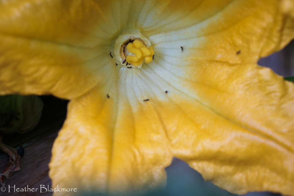 Zucchini flower with ants