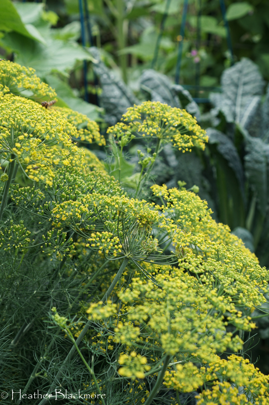 Fernleaf Dill Flowers