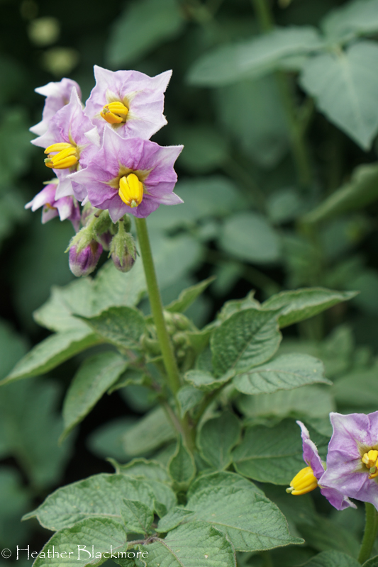 Potato flower