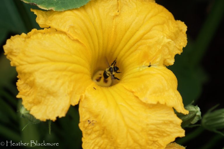 Pumpkin flower with bumblebee