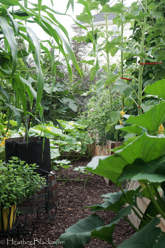 Vegetable Garden