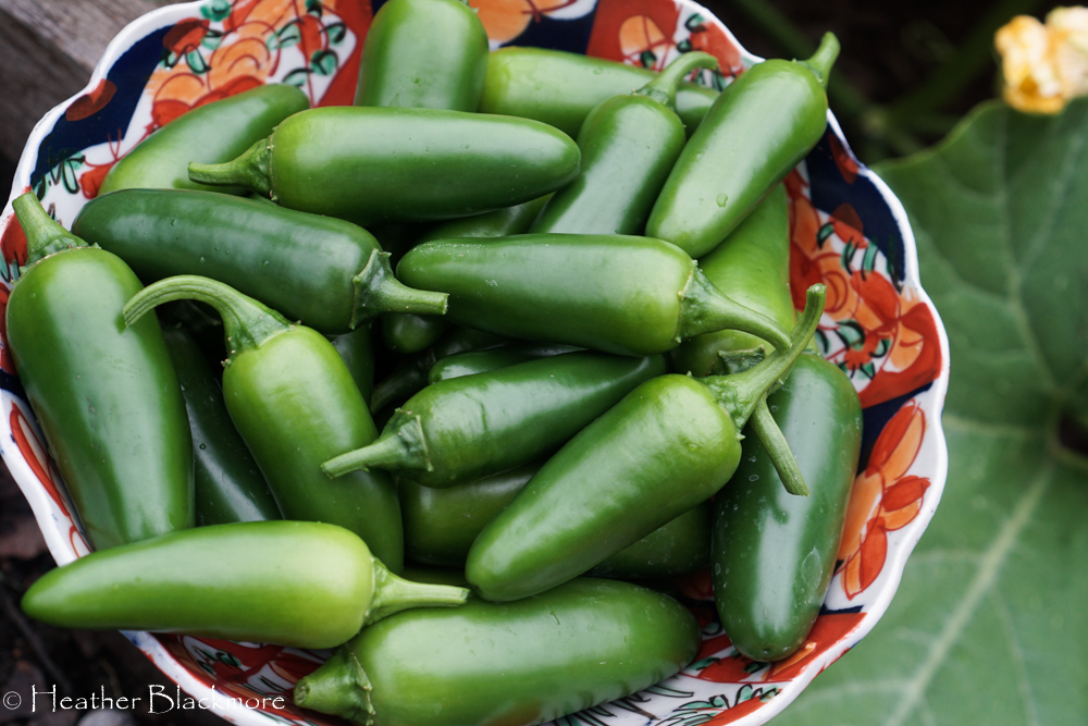 jalapeno peppers
