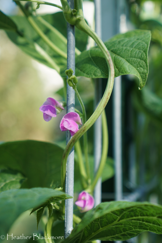 Pole bean flowers