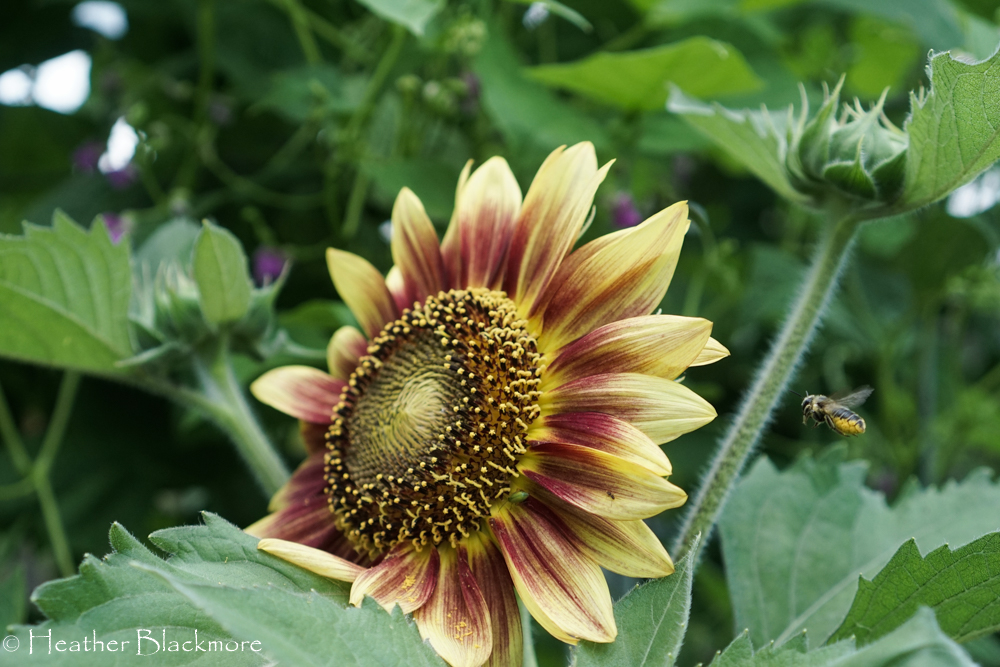 Ruby Eclipse Sunflower
