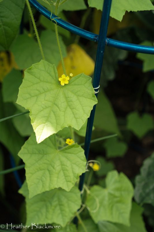 Cucamelon flowers