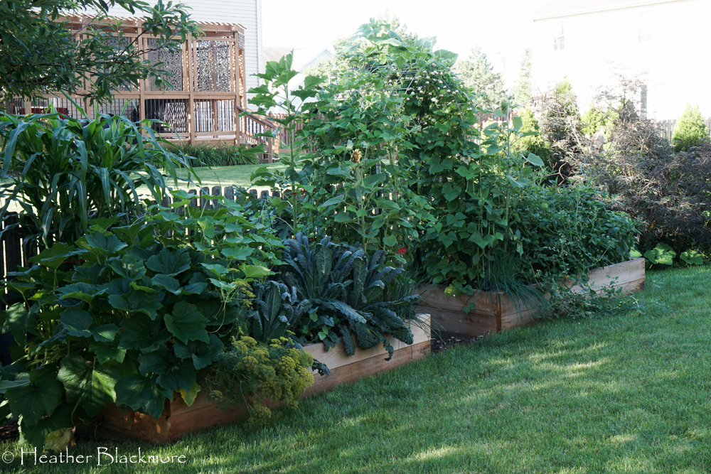 July Vegetable Garden