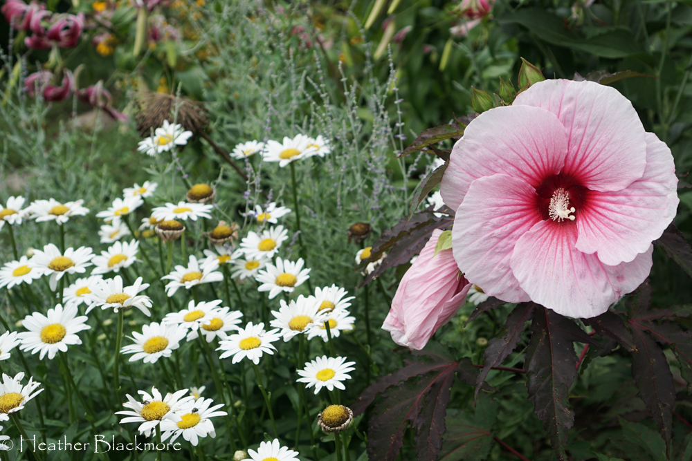 Summer Storm hibiscus