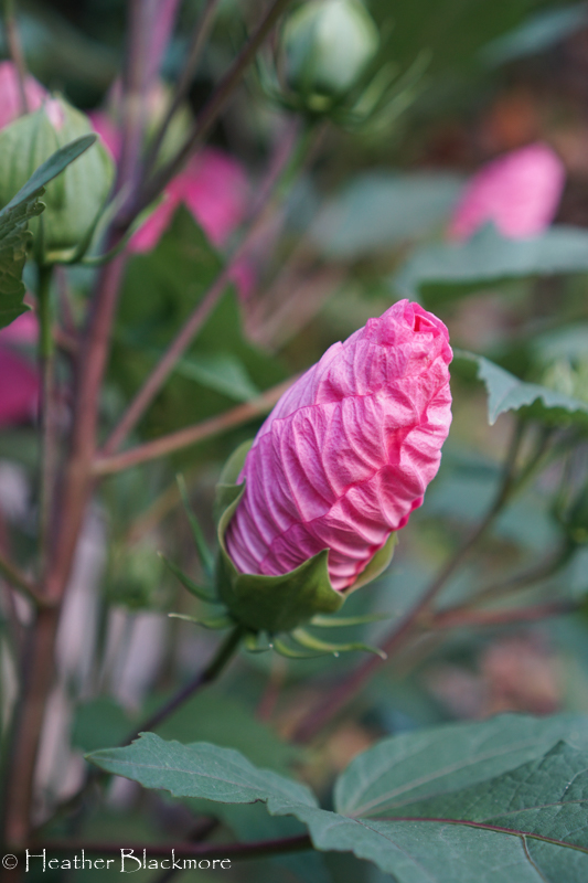 Hibiscus bud