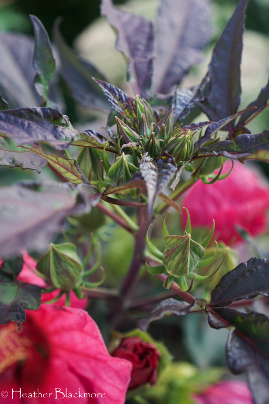 Dark foliage on hibiscus