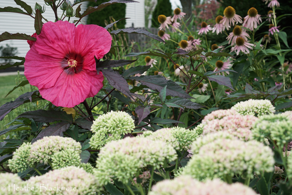 Evening Rose hibiscus flower